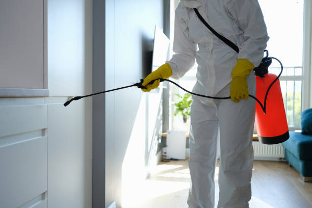 Best Basement Mold Removal  in Somerville, MA