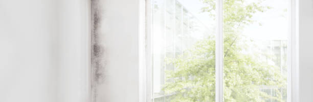 Best Mold Remediation for Healthcare Facilities  in Somerville, MA