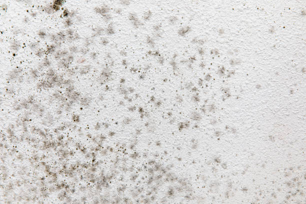 Best Forensic Mold Investigation  in Somerville, MA