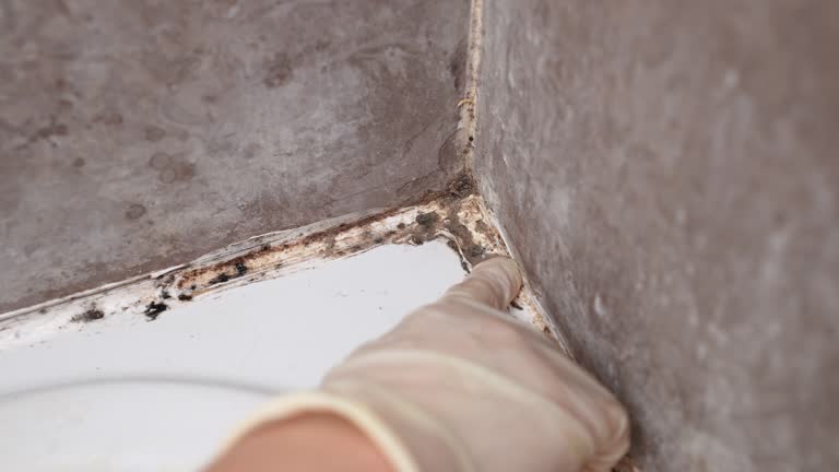 Trusted Somerville, MA Mold Removal Experts